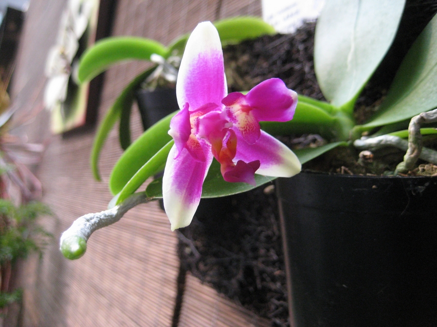 Phalaenopsis Be Tris x Violacea 三唇瓣蝴蝶蘭